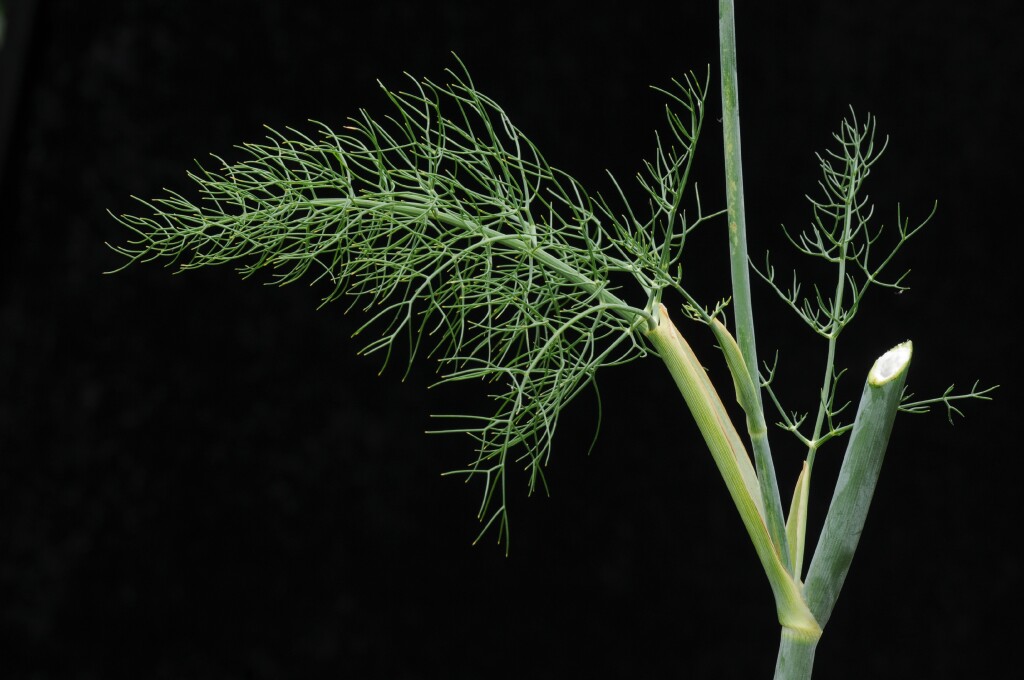 Foeniculum vulgare (hero image)