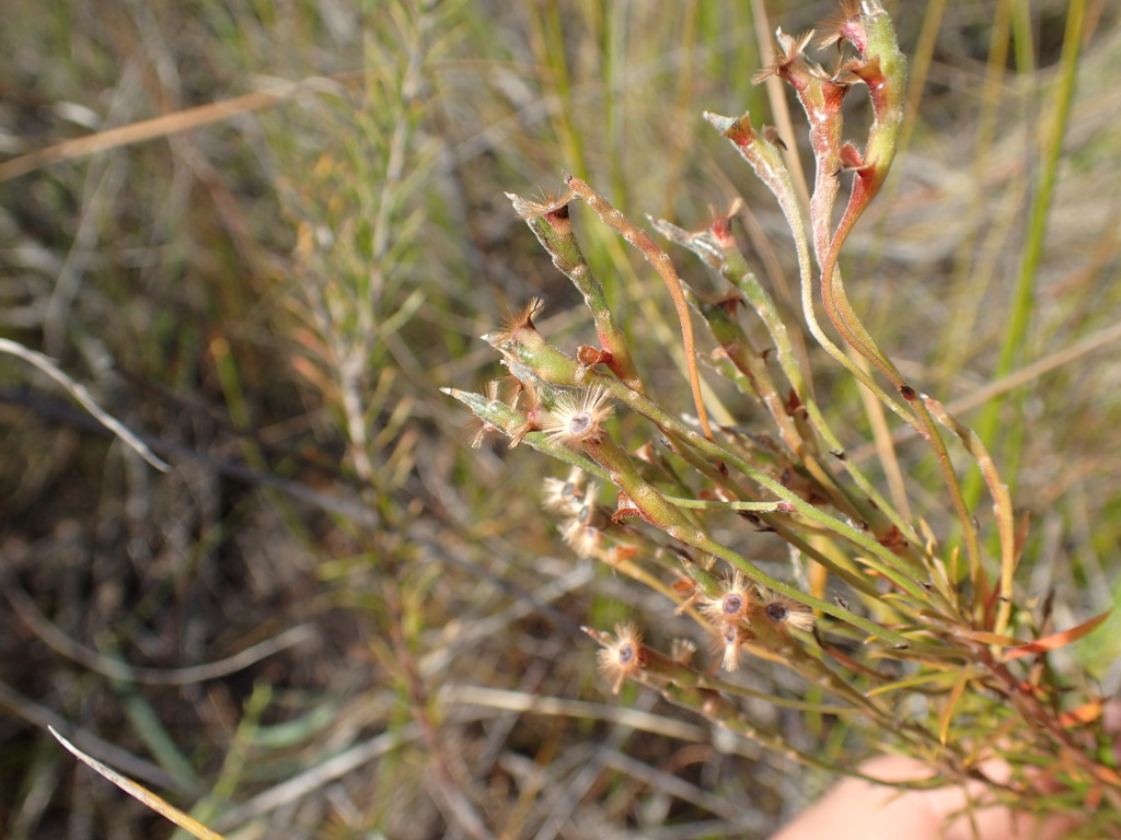 Conospermum taxifolium (hero image)