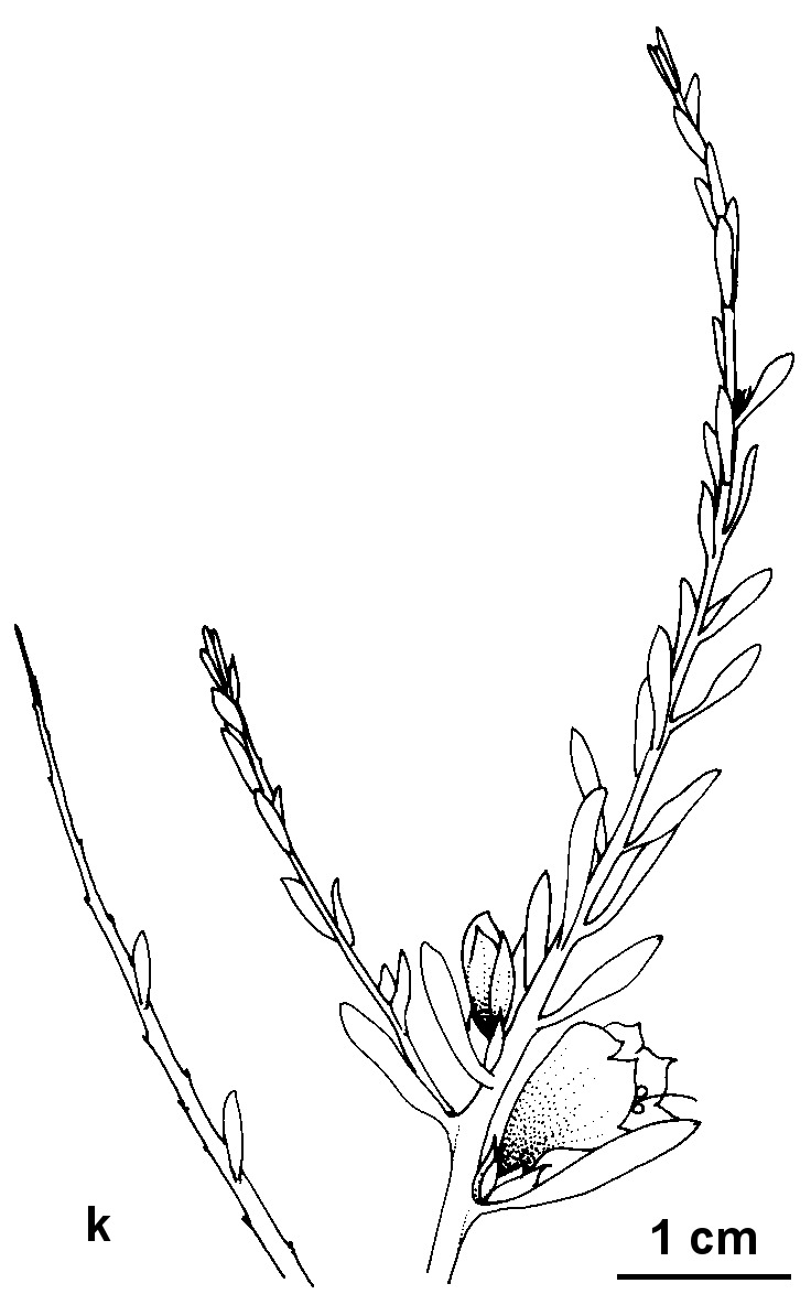 Eremophila divaricata subsp. divaricata (hero image)