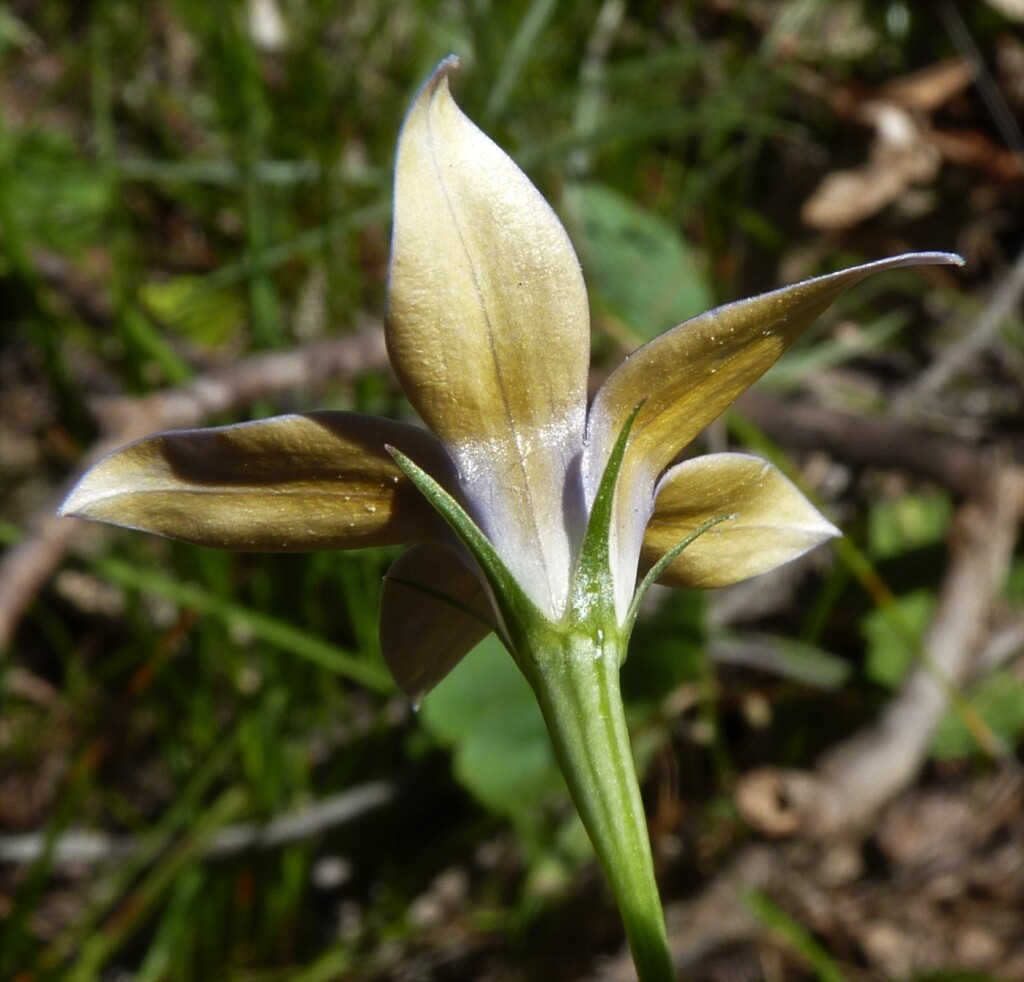 Wahlenbergia luteola (hero image)