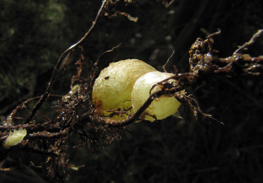 Lomariopsidaceae (hero image)