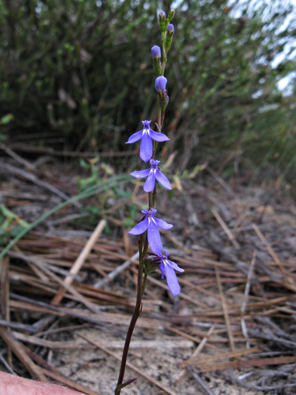 Lobelia gibbosa (hero image)