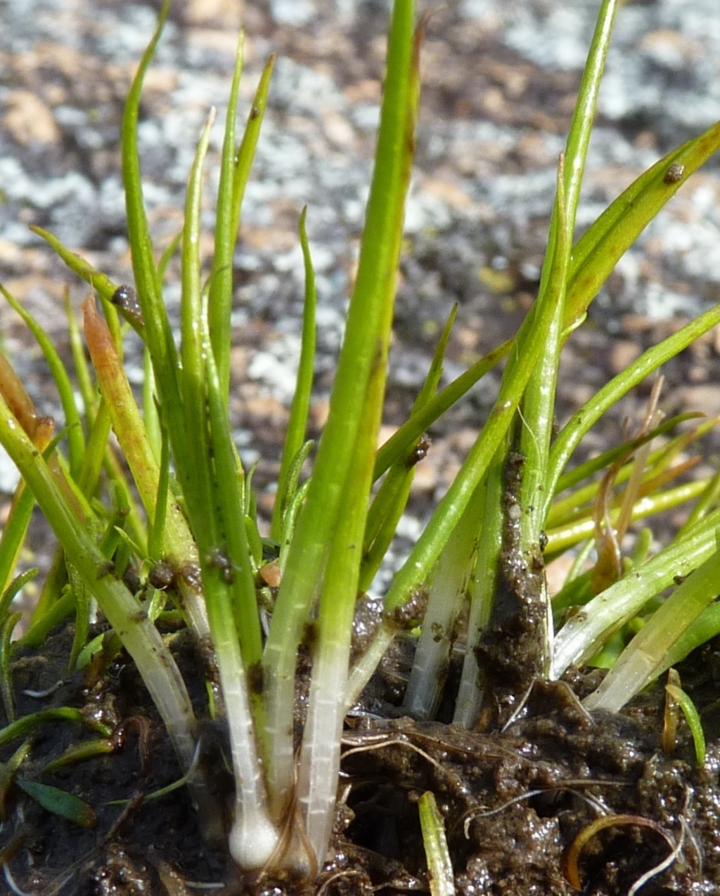 Isoetaceae (hero image)