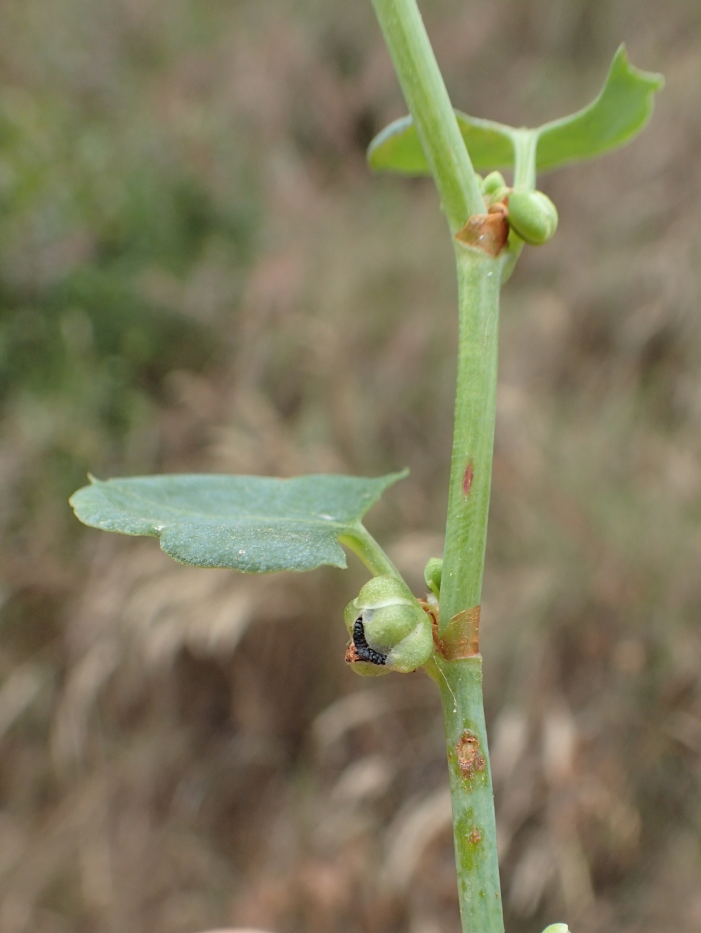 Muehlenbeckia rhyticarya (hero image)