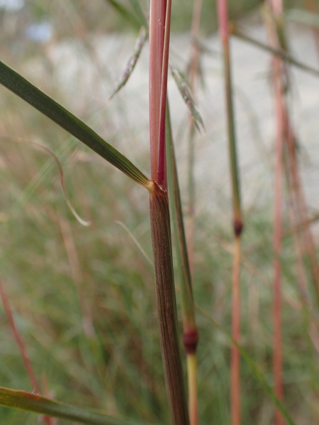 Cymbopogon refractus (hero image)