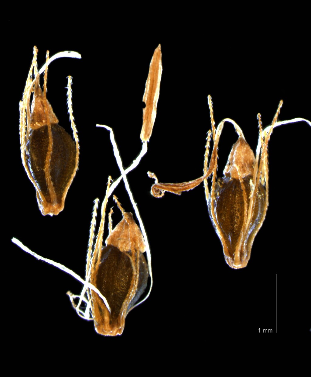 Eleocharis gracilis (hero image)