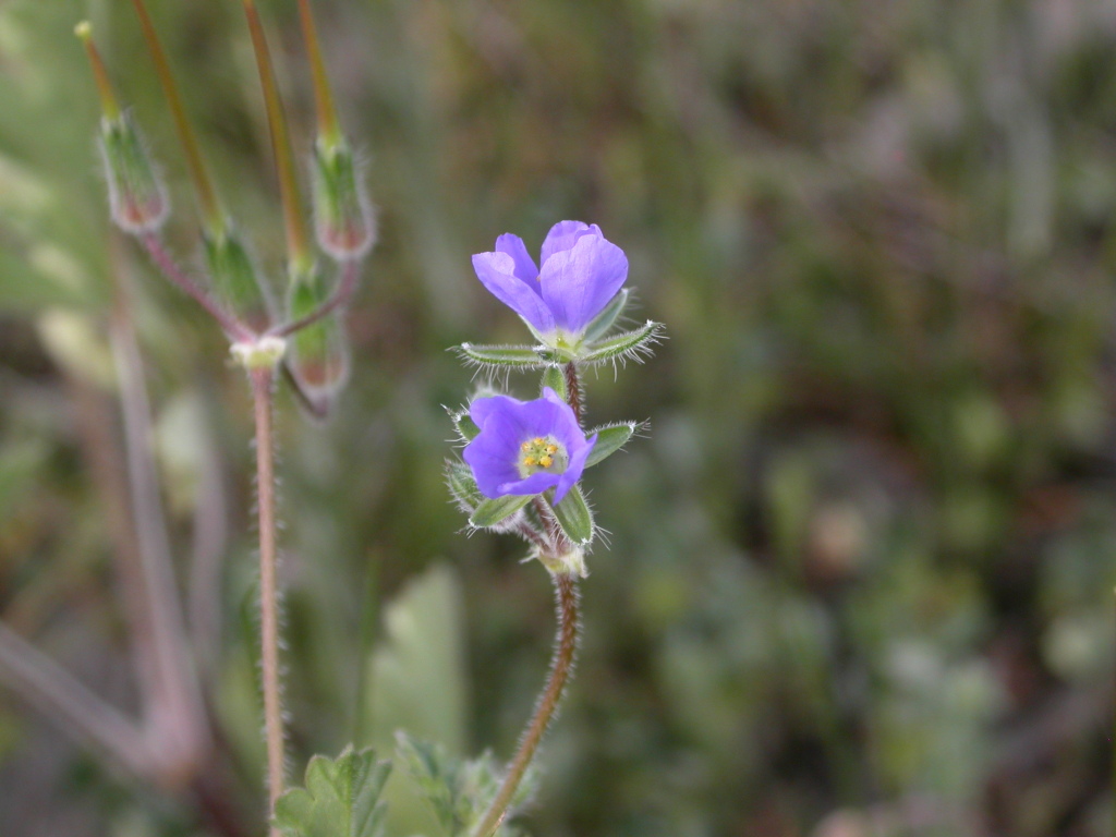 Erodium crinitum (hero image)