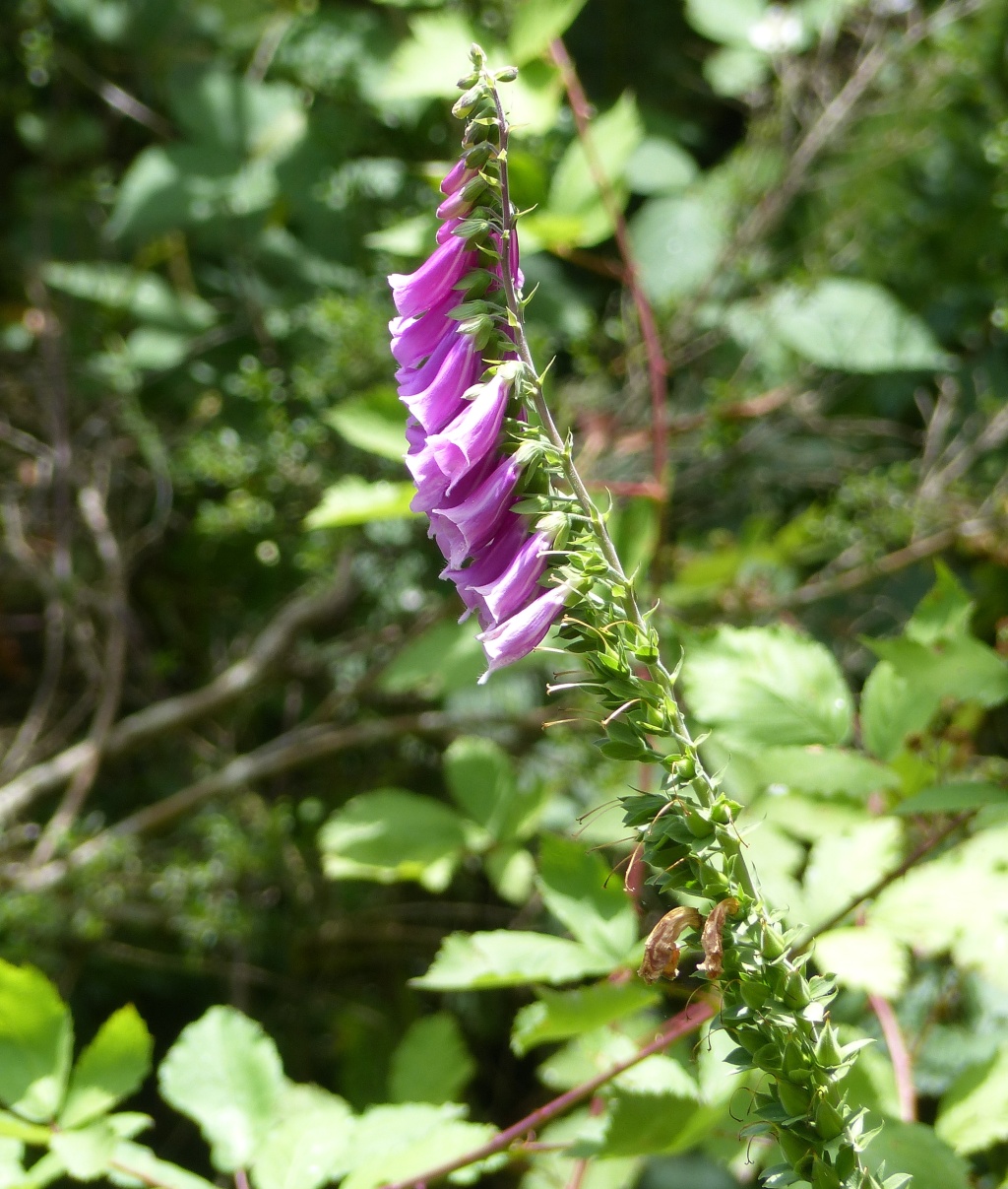 Digitalis (hero image)