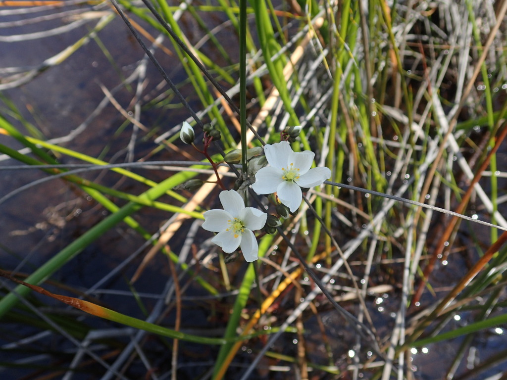 Drosera binata (hero image)