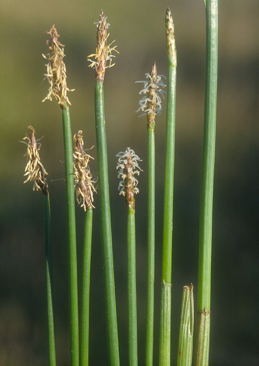 Eleocharis (hero image)