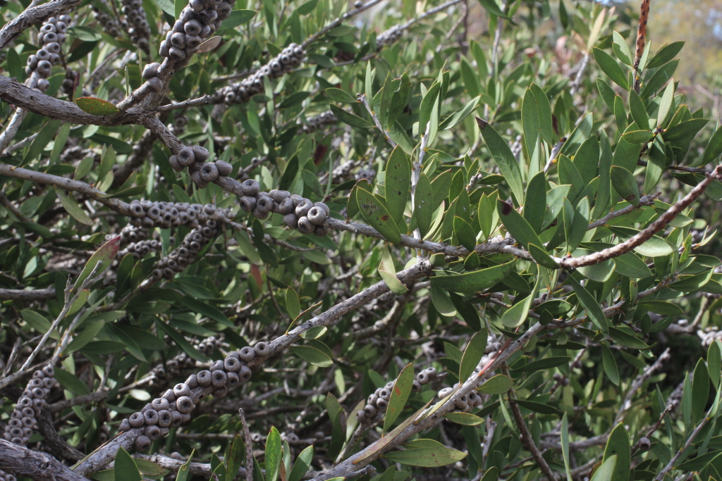 Callistemon citrinus (hero image)