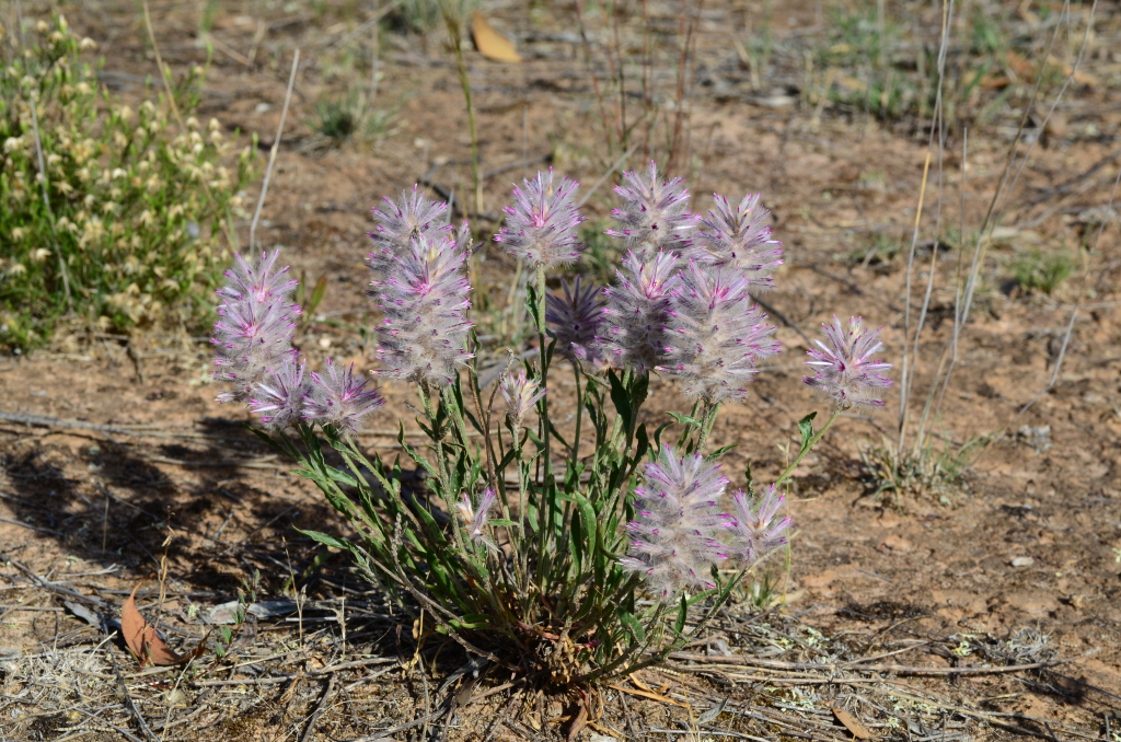 Ptilotus semilanatus (hero image)