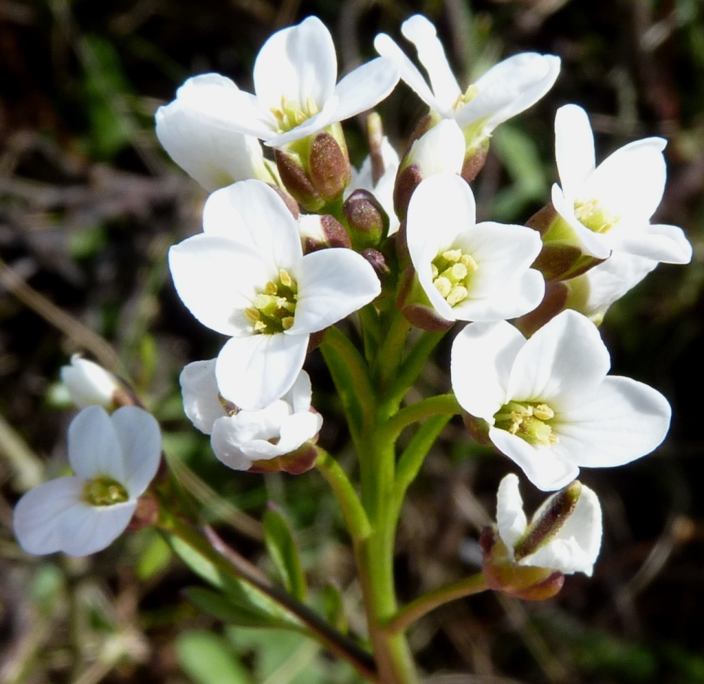 Cardamine lilacina (hero image)