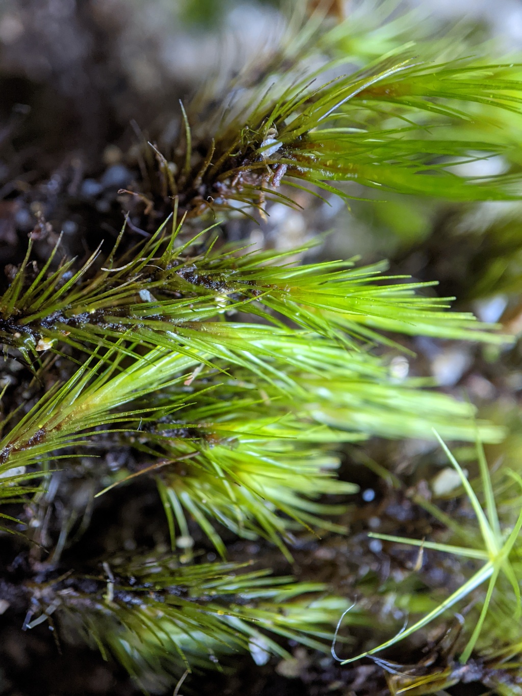 Campylopus torquatus (hero image)