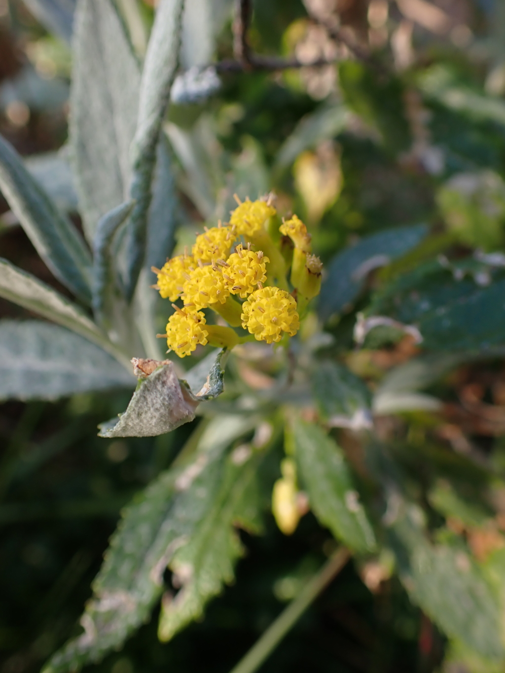 Senecio hypoleucus (hero image)