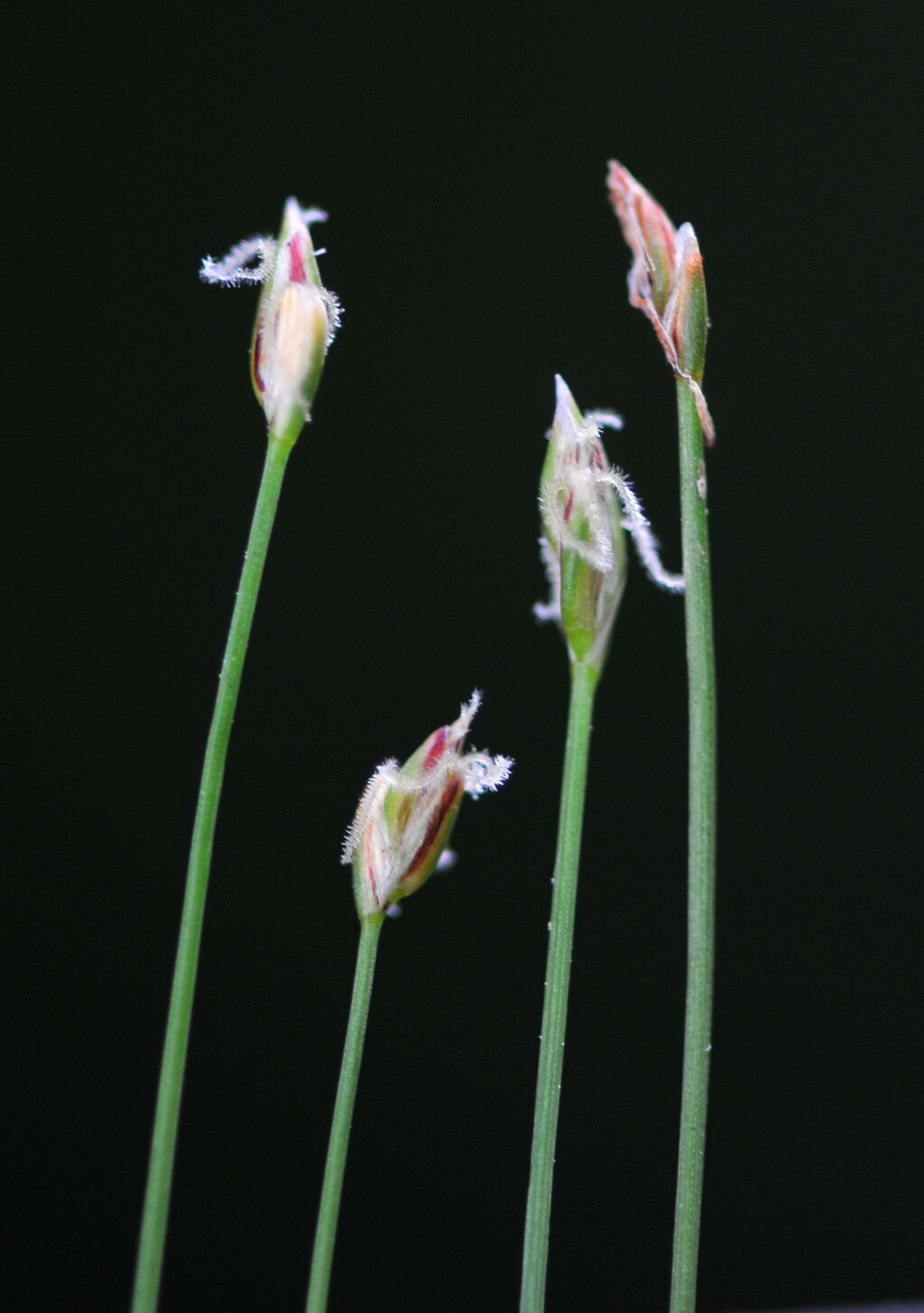 Eleocharis pusilla (hero image)