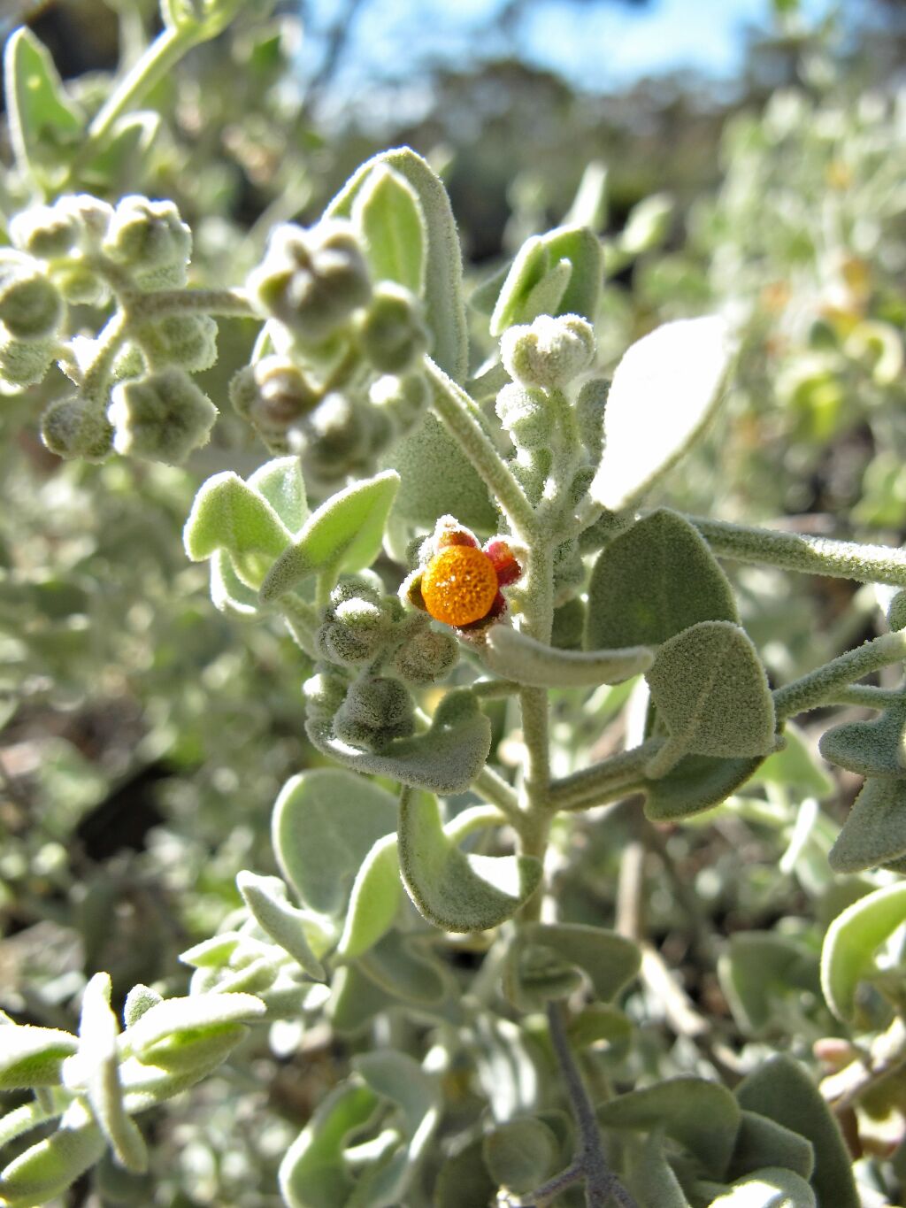 Chenopodium curvispicatum (hero image)