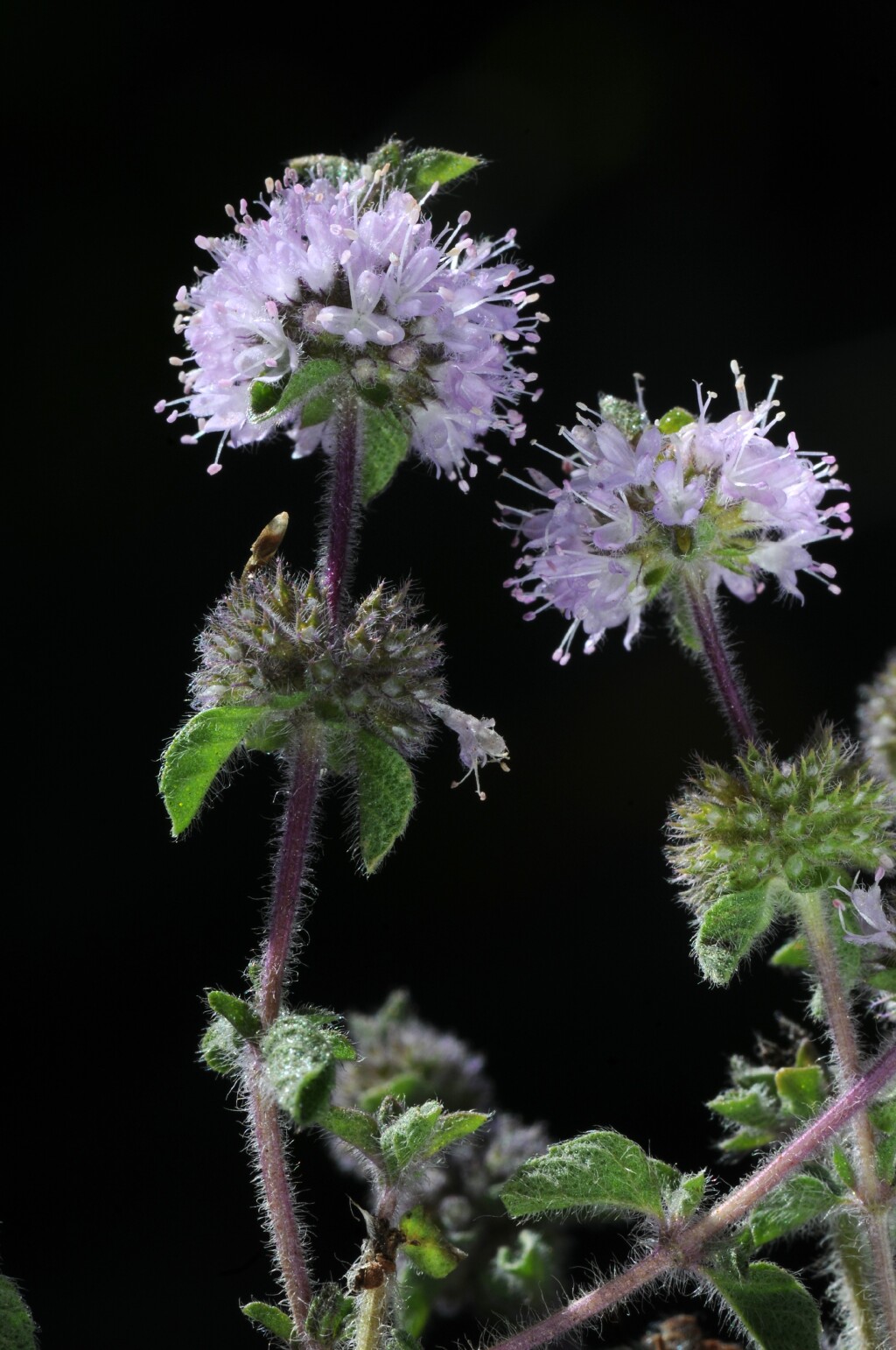 Mentha pulegium (hero image)