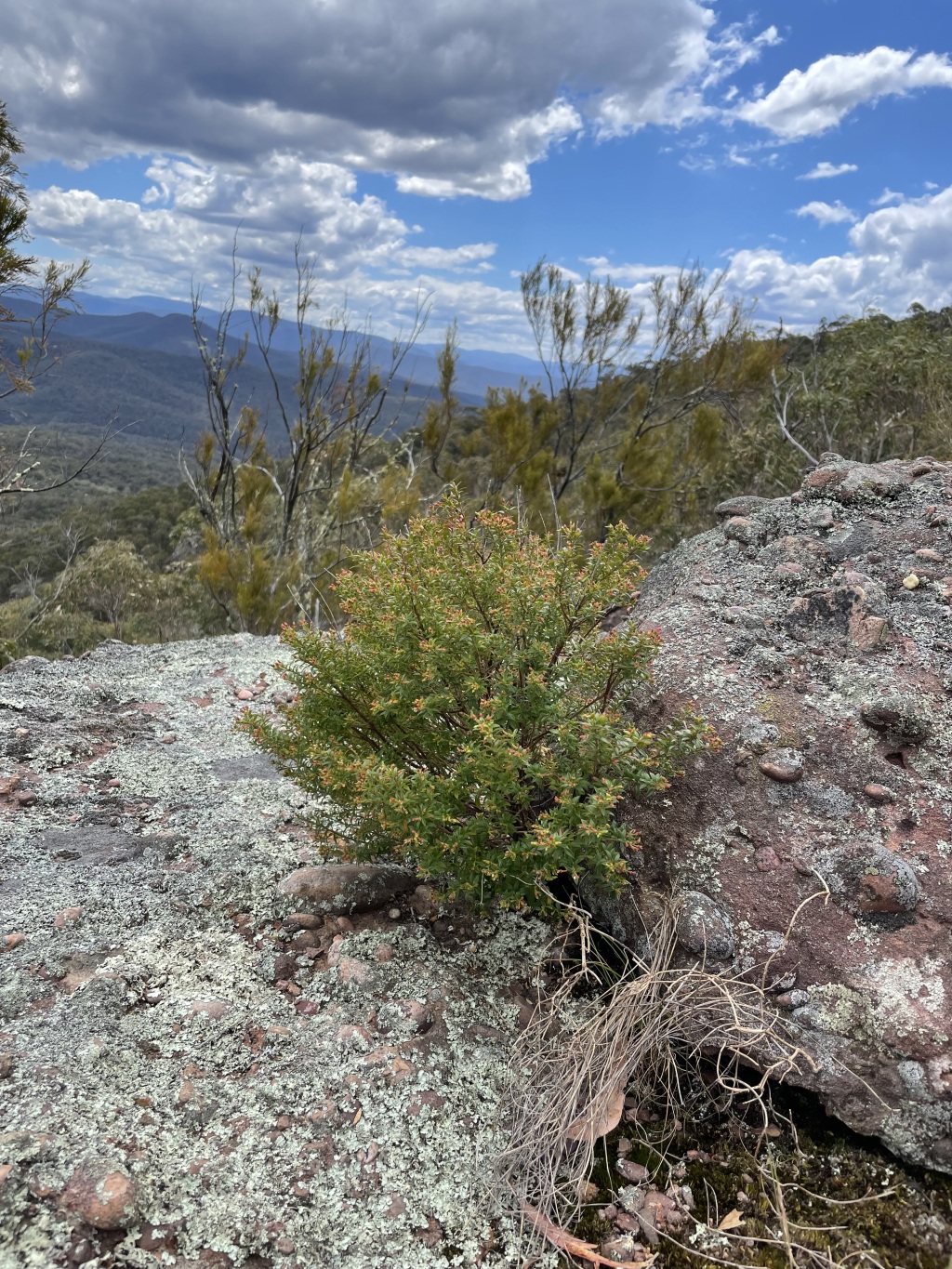 Leionema lamprophyllum (hero image)