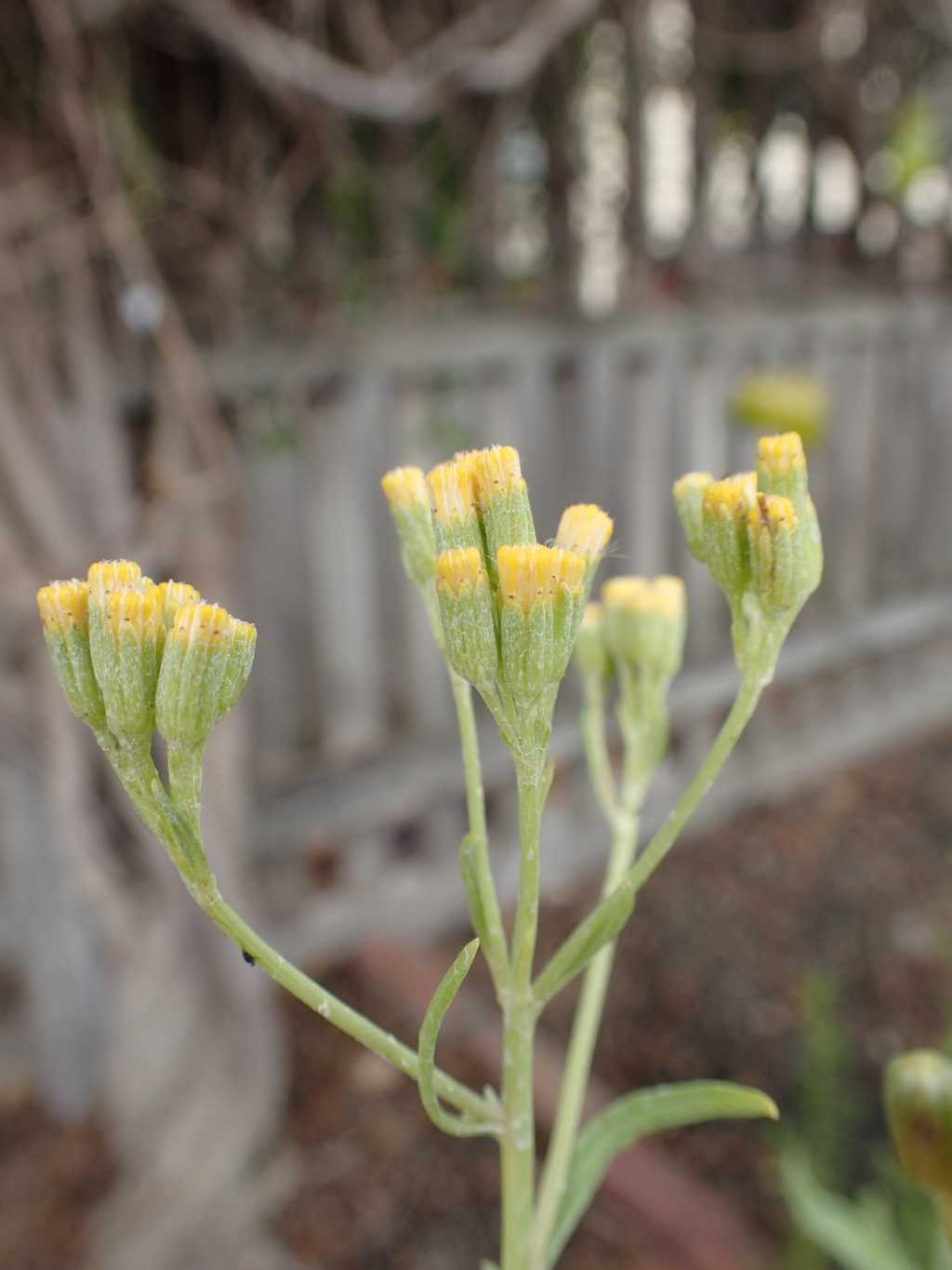 Senecio lanibracteus (hero image)