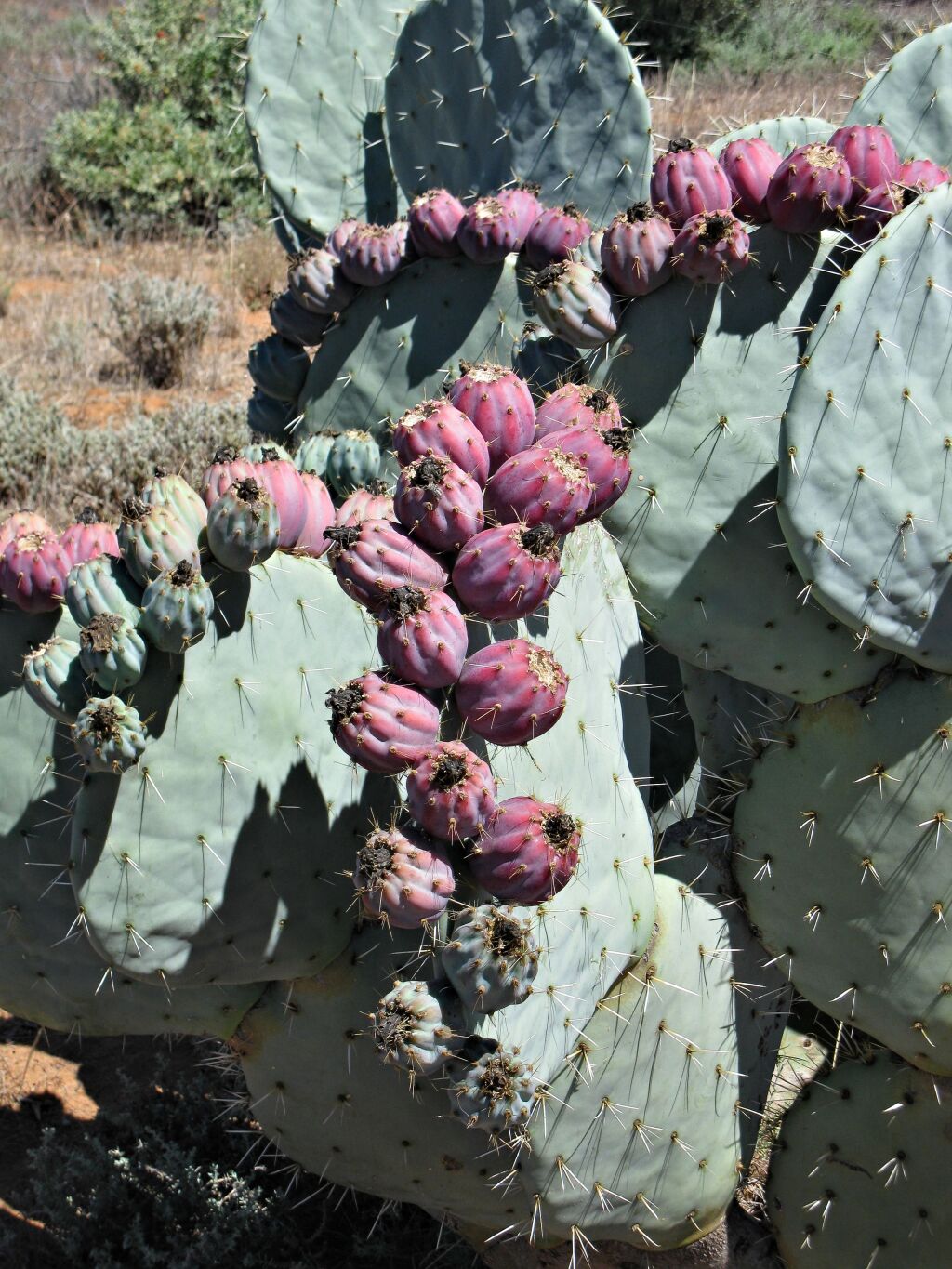 Opuntia (hero image)