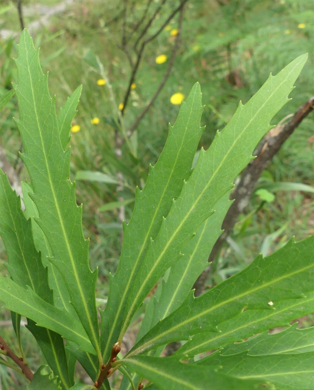 Lomatia myricoides (hero image)