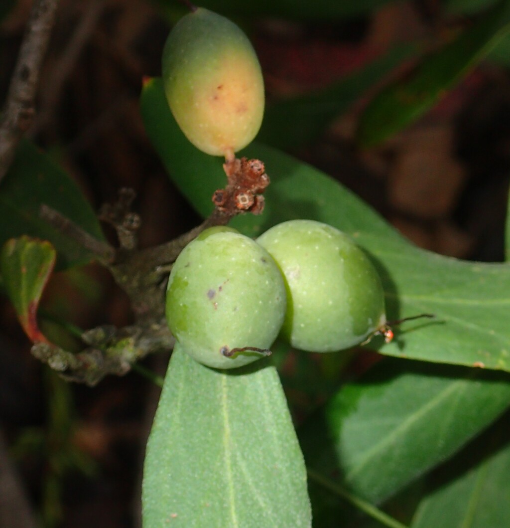 Persoonia confertiflora (hero image)