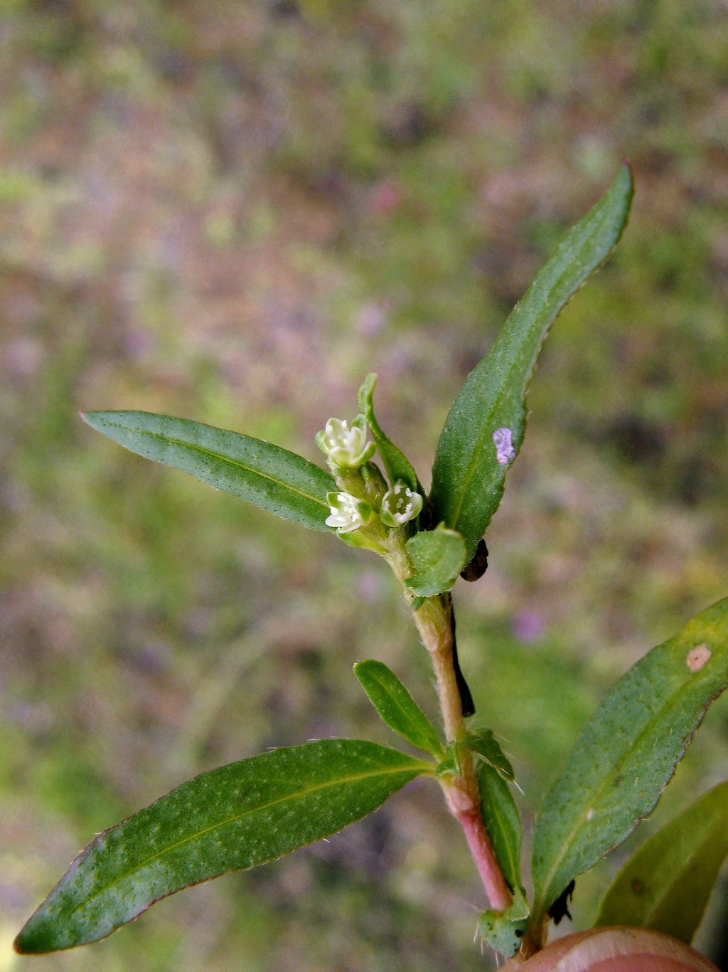 Persicaria prostrata (hero image)