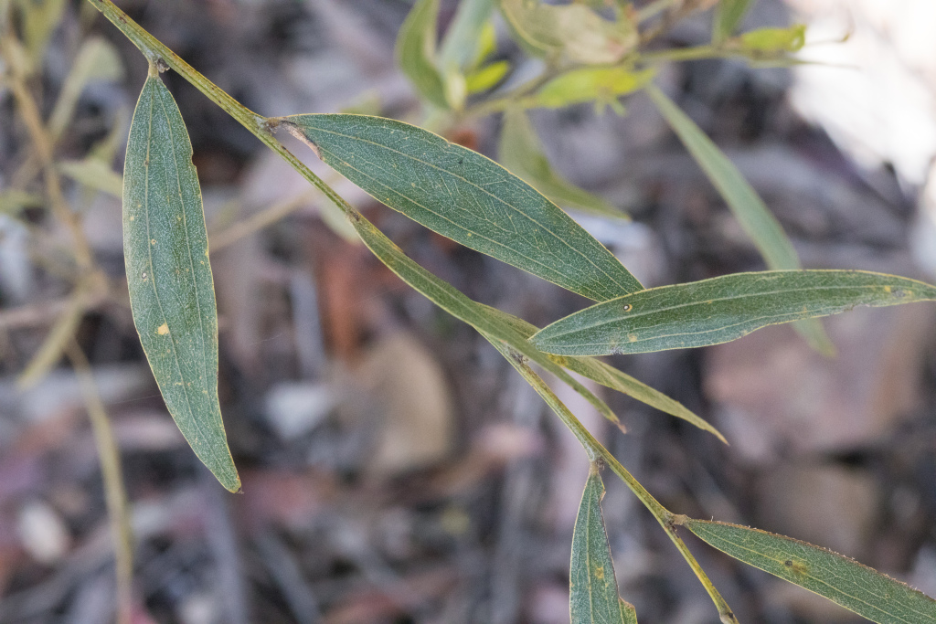 Acacia leprosa var. graveolens (hero image)