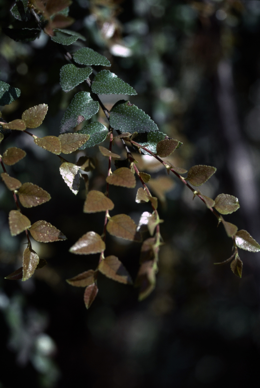 Nothofagus cunninghamii (hero image)