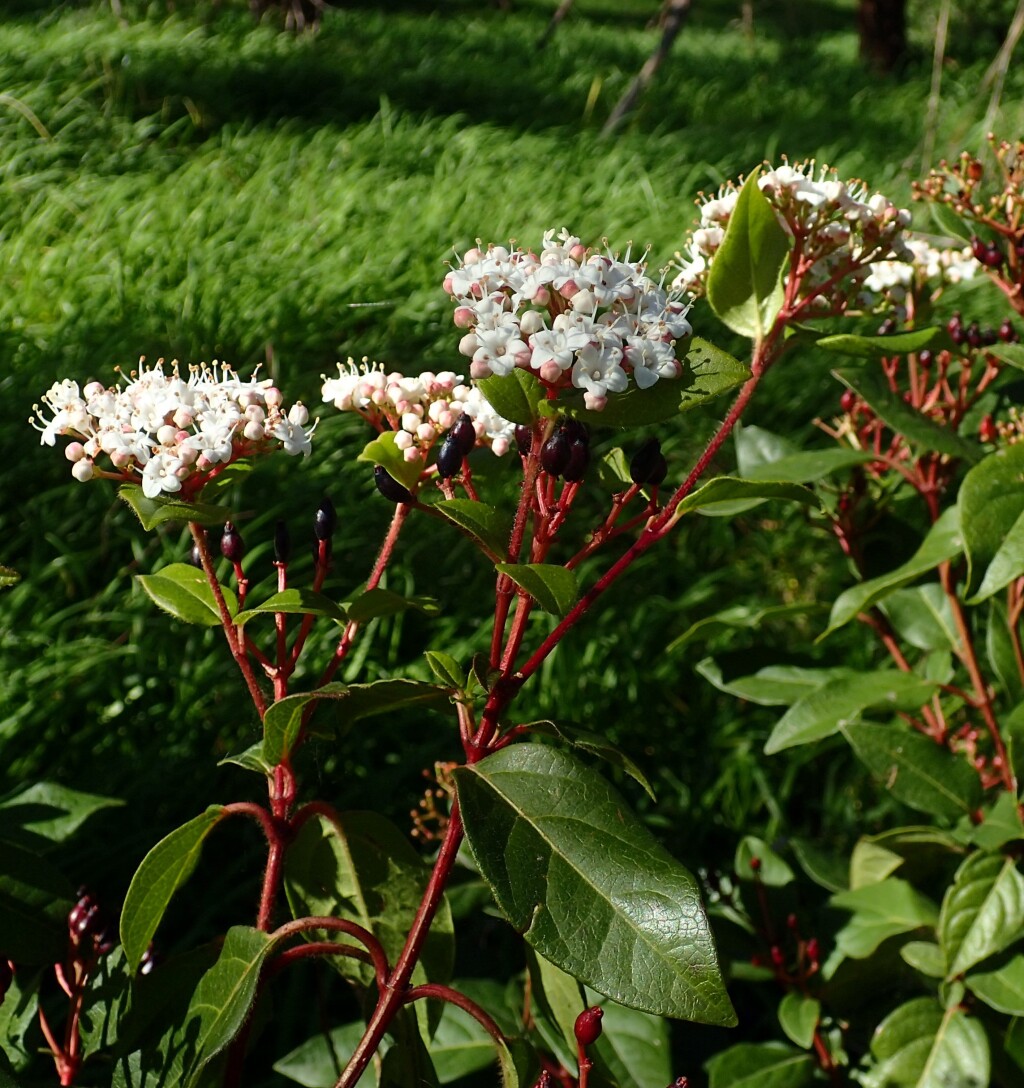 Viburnum (hero image)