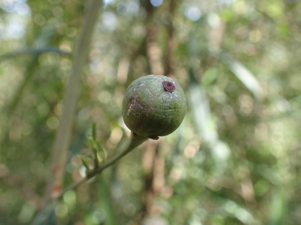 Beyeria lanceolata (hero image)