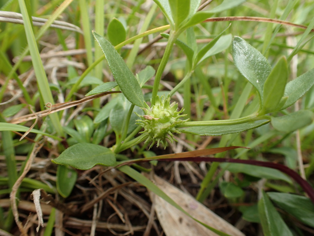 Opercularia ovata (hero image)