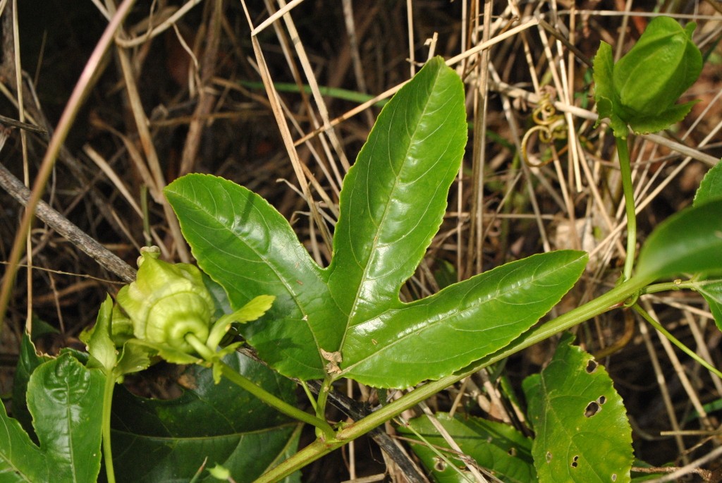 Passiflora edulis (hero image)