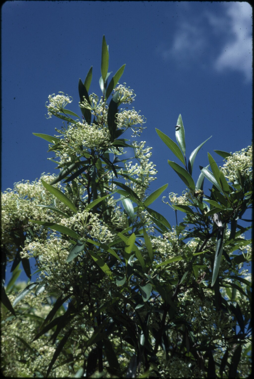 Stenocarpus salignus (hero image)