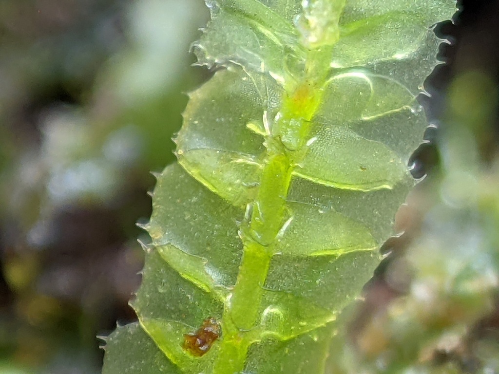 Lophocoleaceae (hero image)