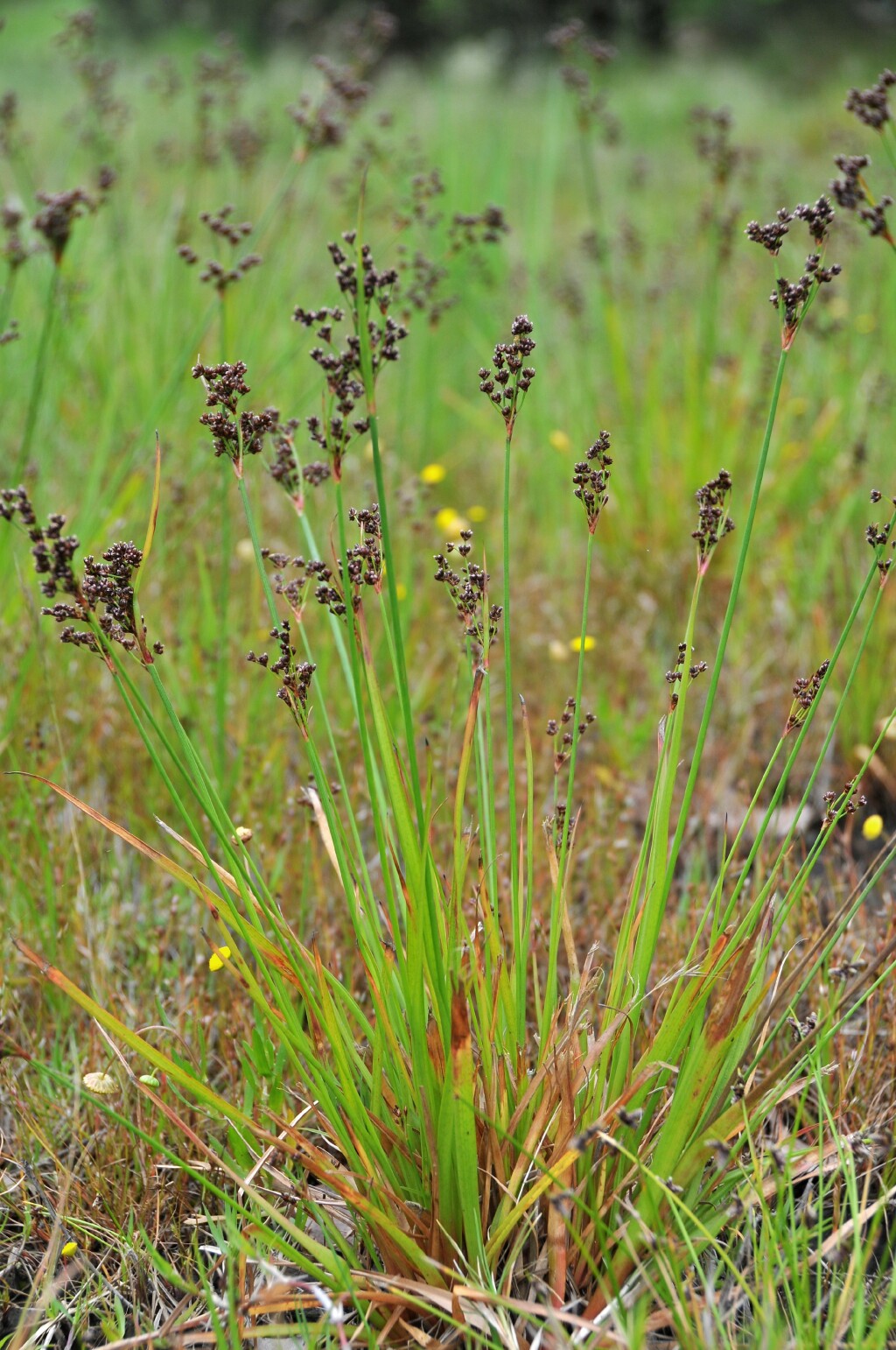 Juncus planifolius (hero image)