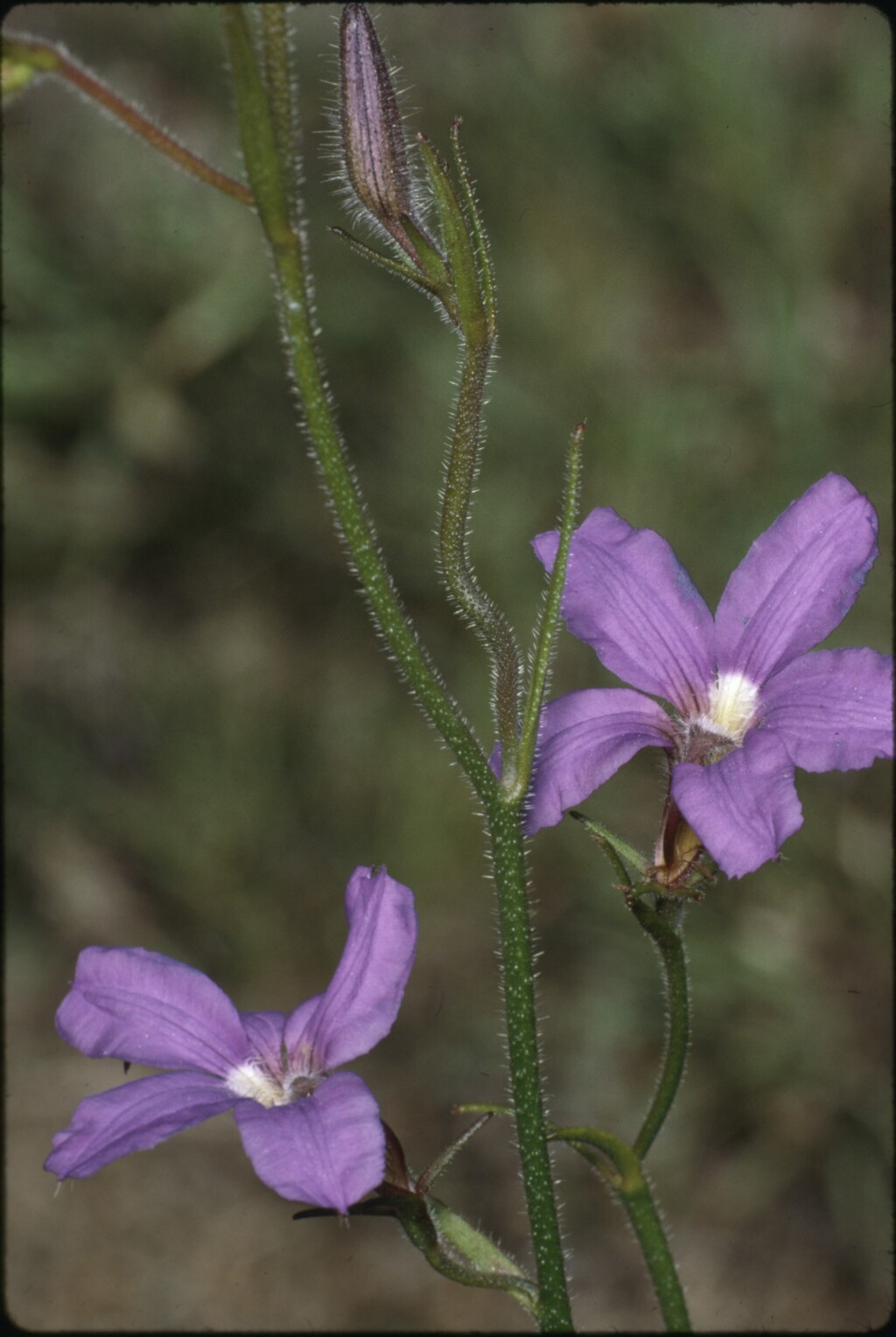 Scaevola ramosissima (hero image)