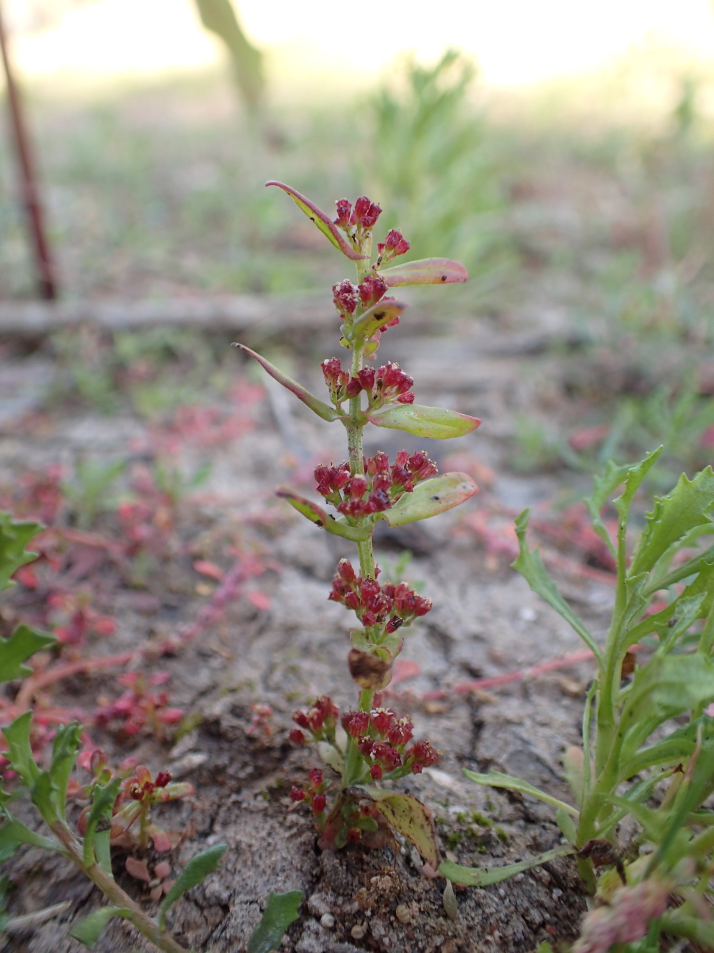 Ammannia multiflora (hero image)