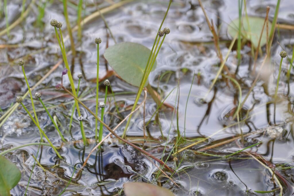 Eriocaulon australasicum (hero image)