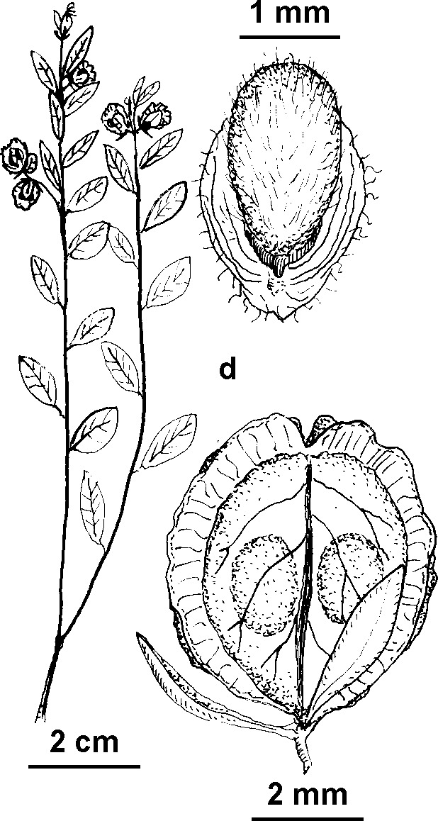 Polygala japonica (hero image)