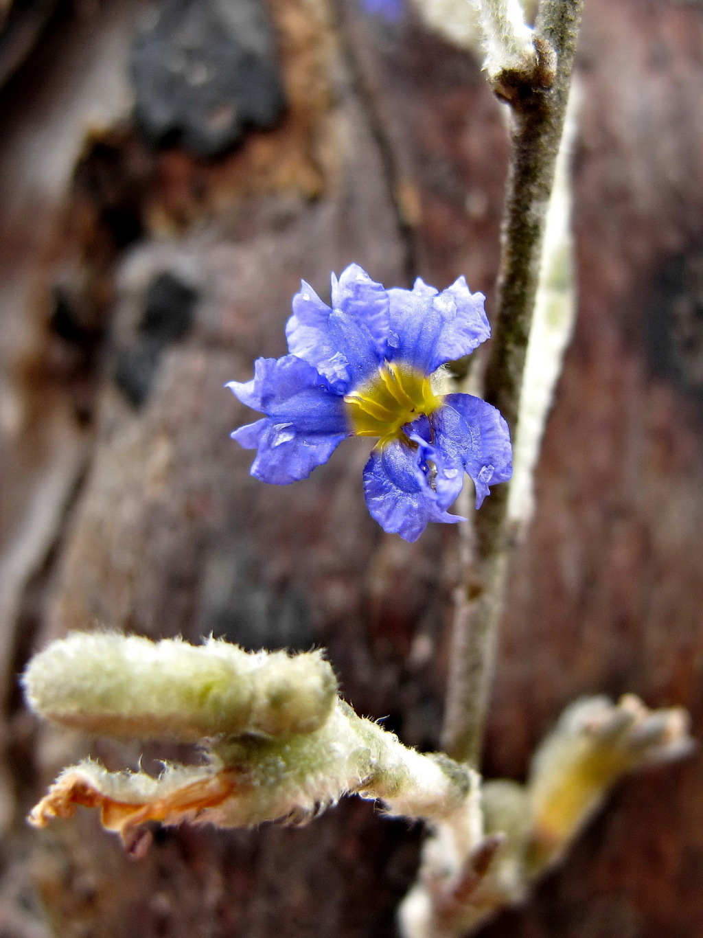 Dampiera lanceolata var. lanceolata (hero image)