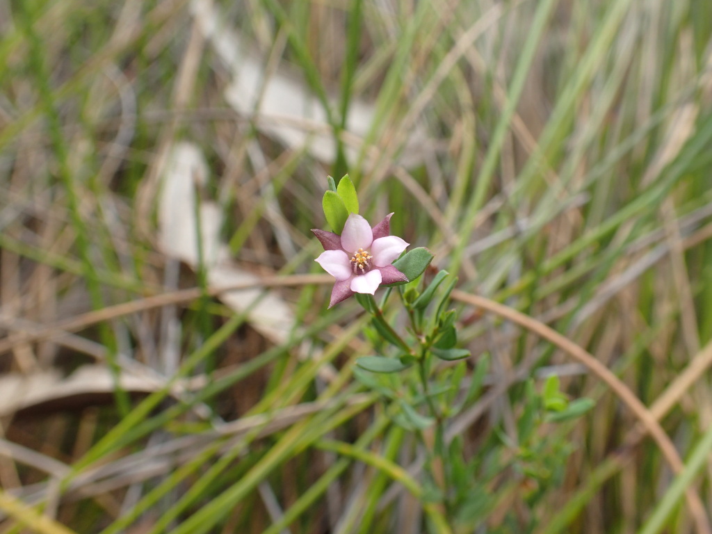 Boronia parviflora (hero image)