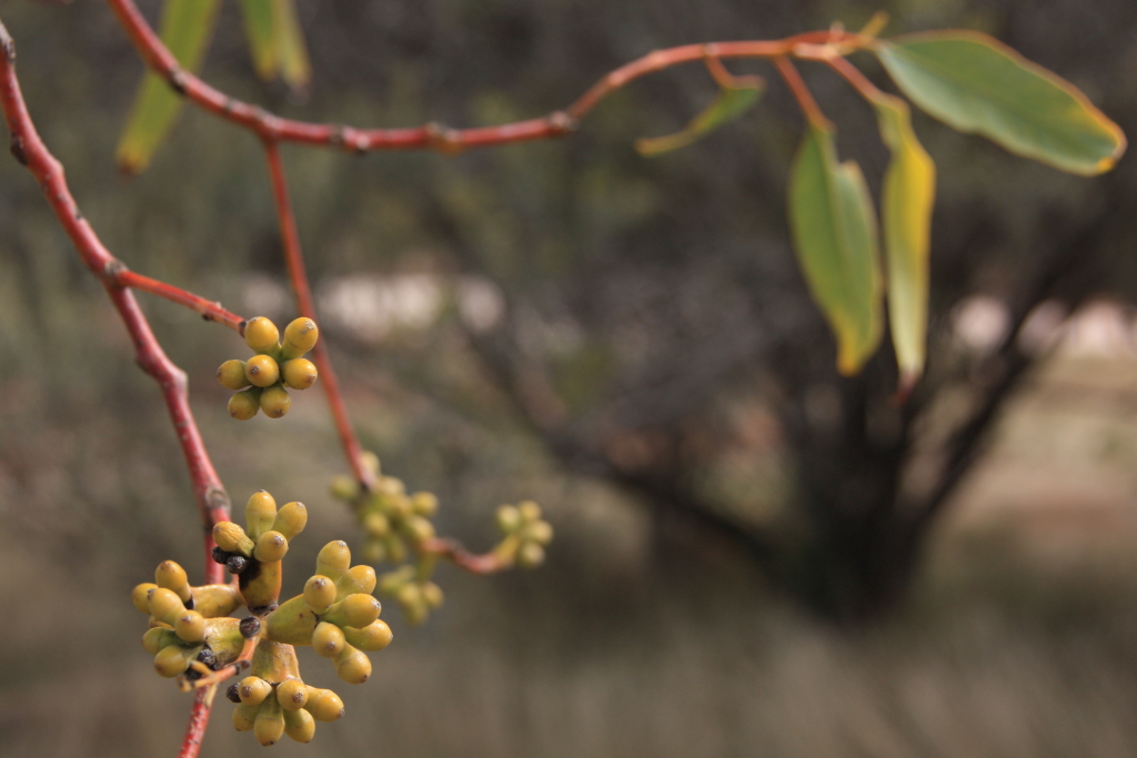 Eucalyptus stricklandii (hero image)