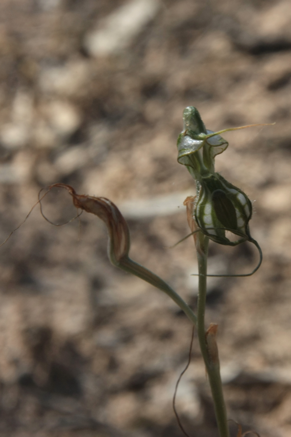 Pterostylis biseta (hero image)