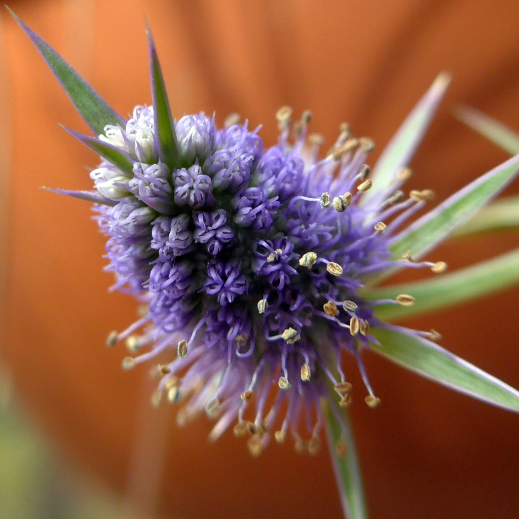 Eryngium (hero image)