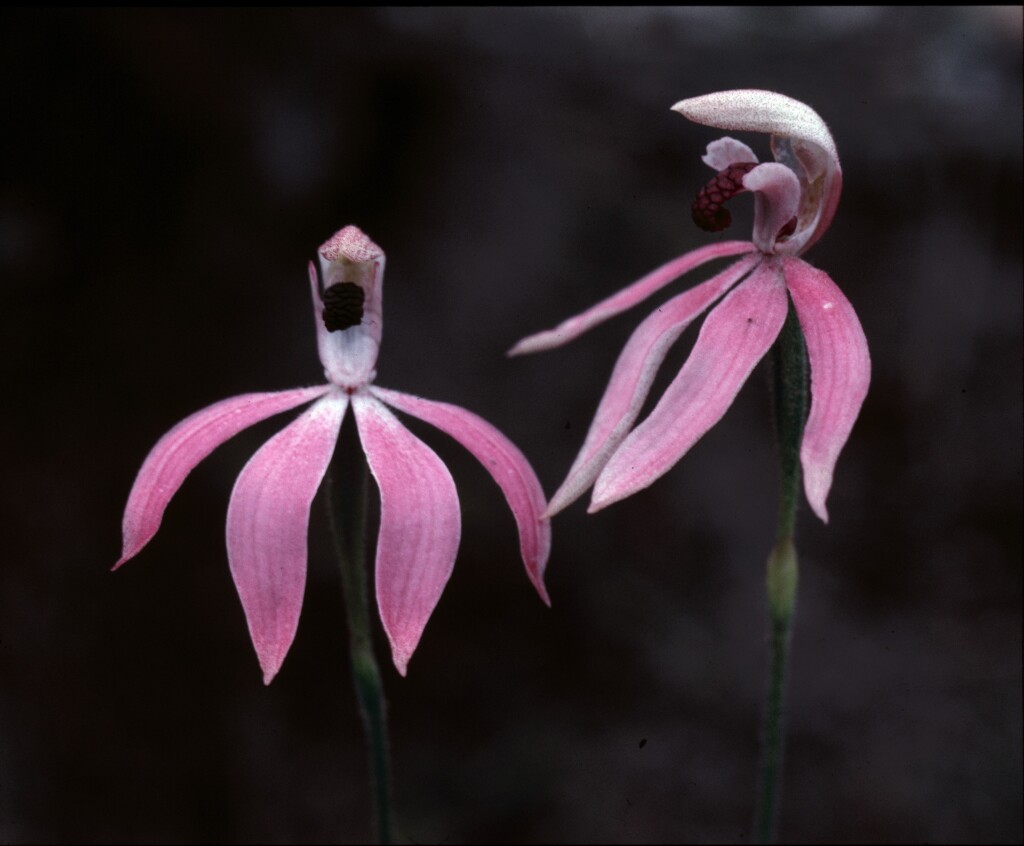 Caladenia congesta (hero image)