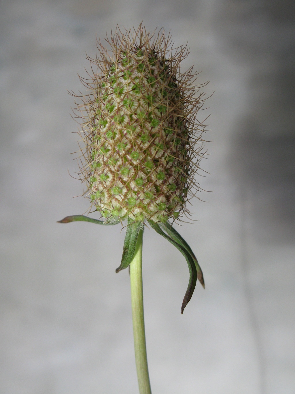 Scabiosa (hero image)