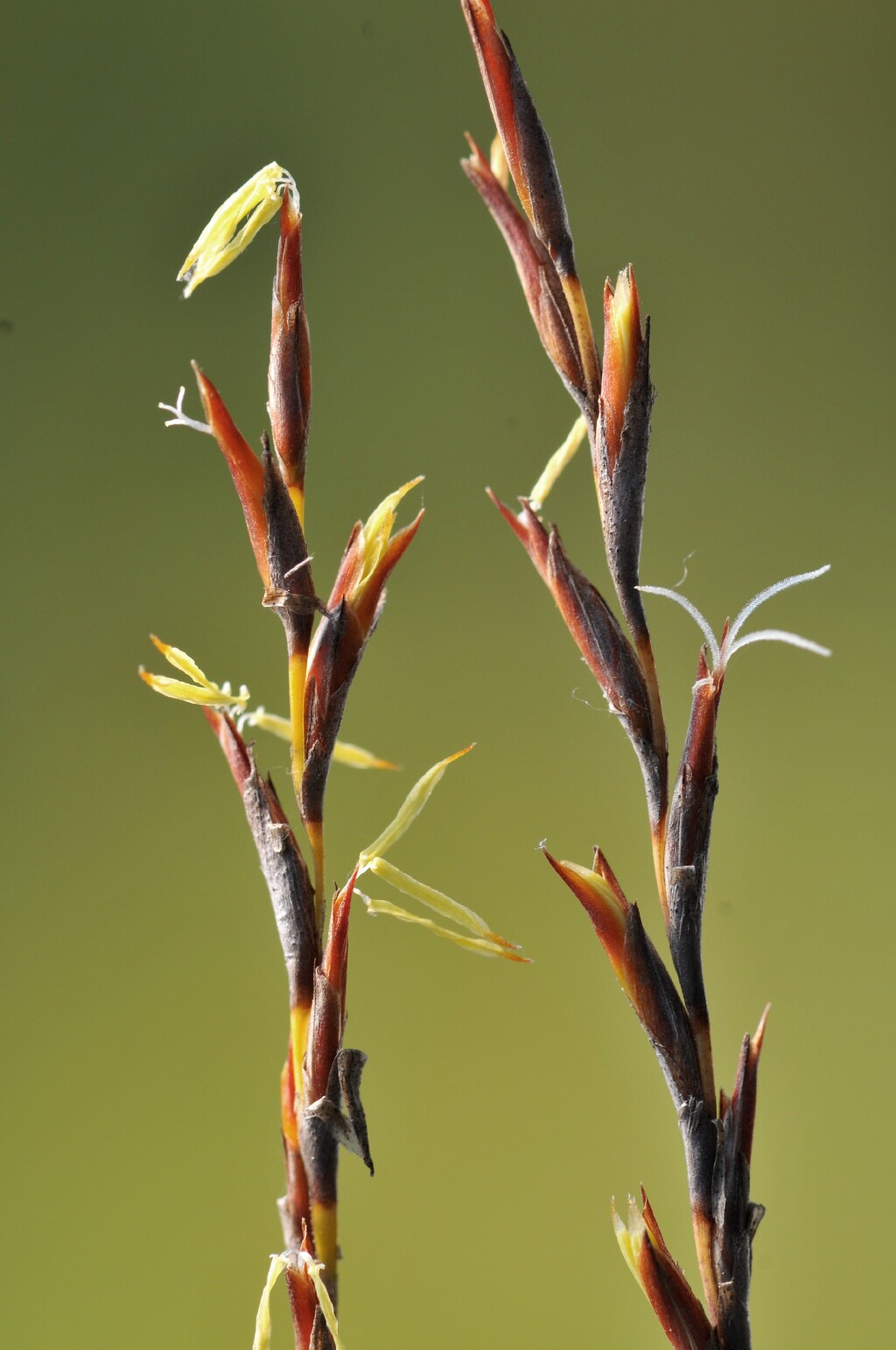 Lepidosperma filiforme (hero image)