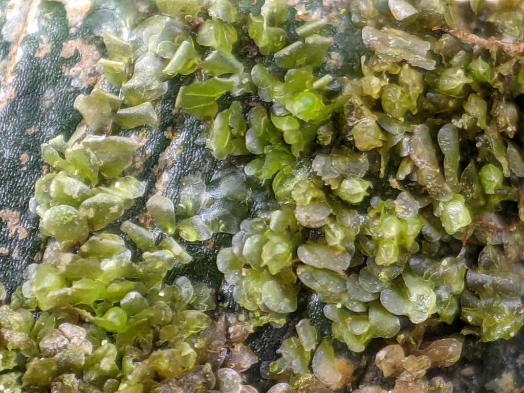 Cololejeunea laevigata (hero image)